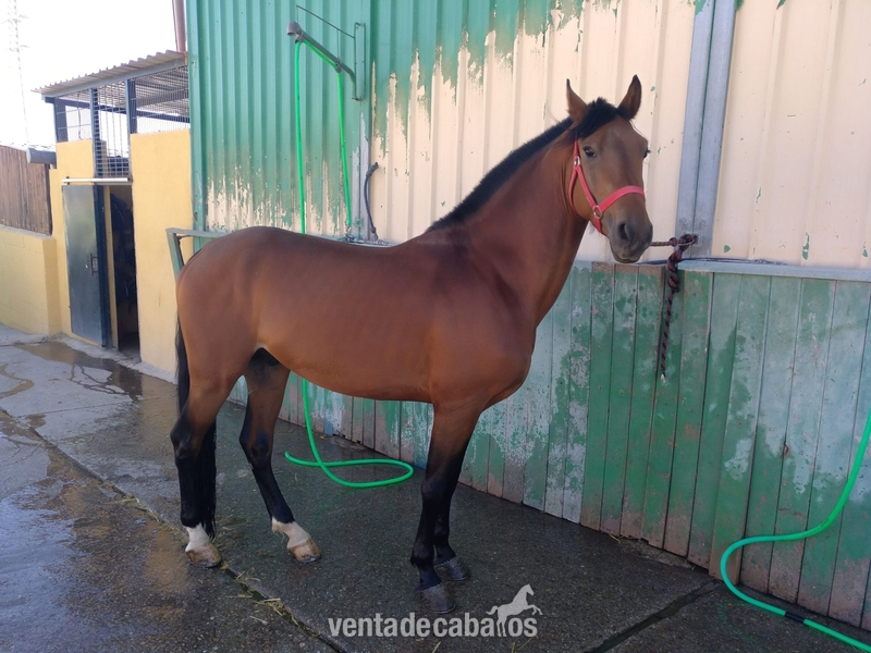 Caballo de Deporte Español (CDE)
