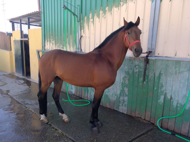 Caballo de Deporte Español (CDE)