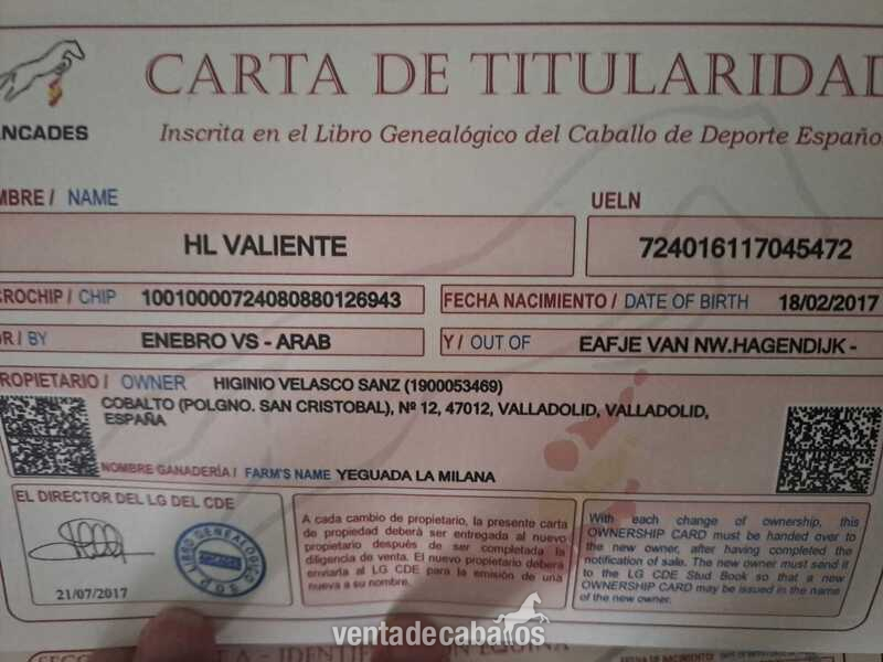 Caballo de Deporte Español (CDE) {TYPE}