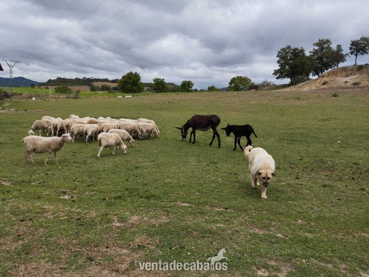 Cría de burra in 