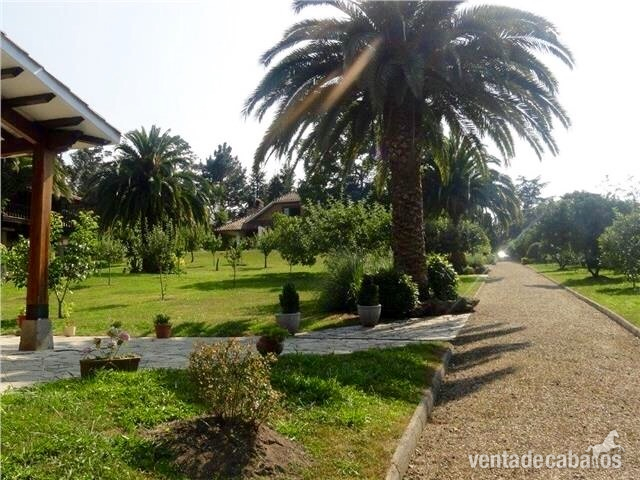 Finca, chalet de lujo con cuadras y picadero. - Finca ecuestre in Gijón 