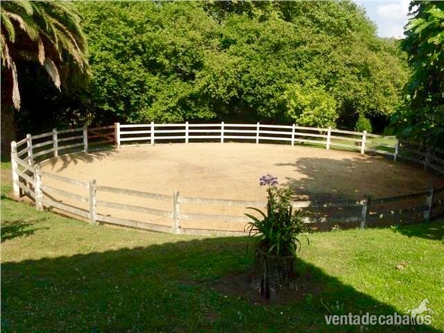 Finca ecuestre - Finca, chalet de lujo con cuadras y picadero. in Gijón 