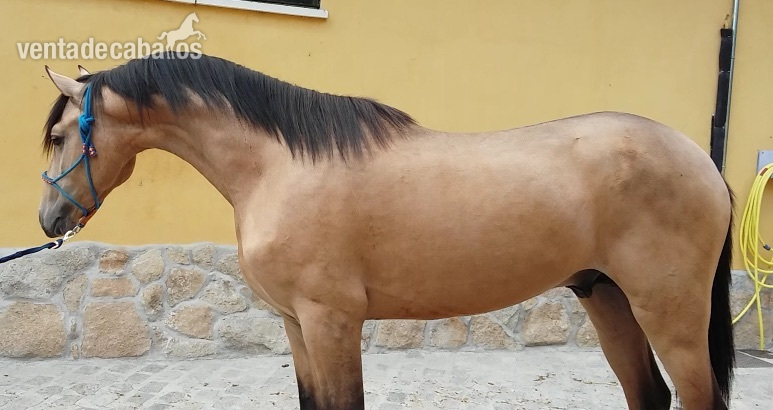 POTRO LUSITANO BAYO in 