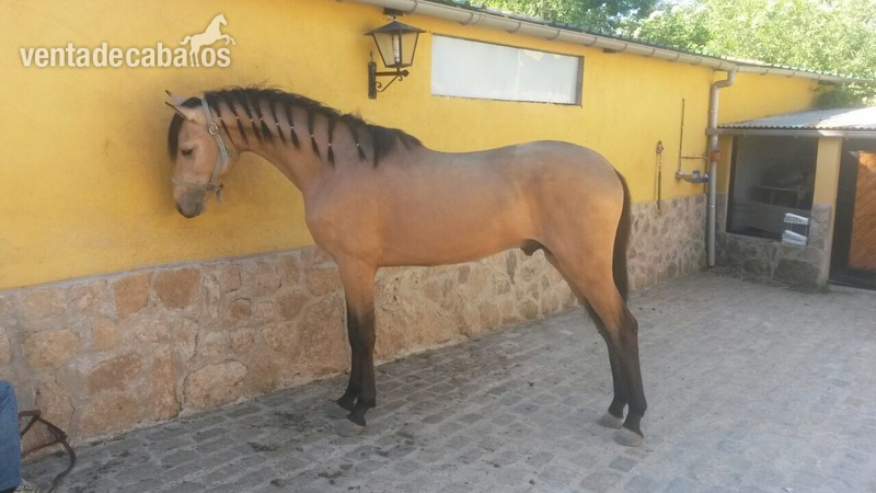 Lusitano