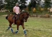 Caballo castaño cruzado