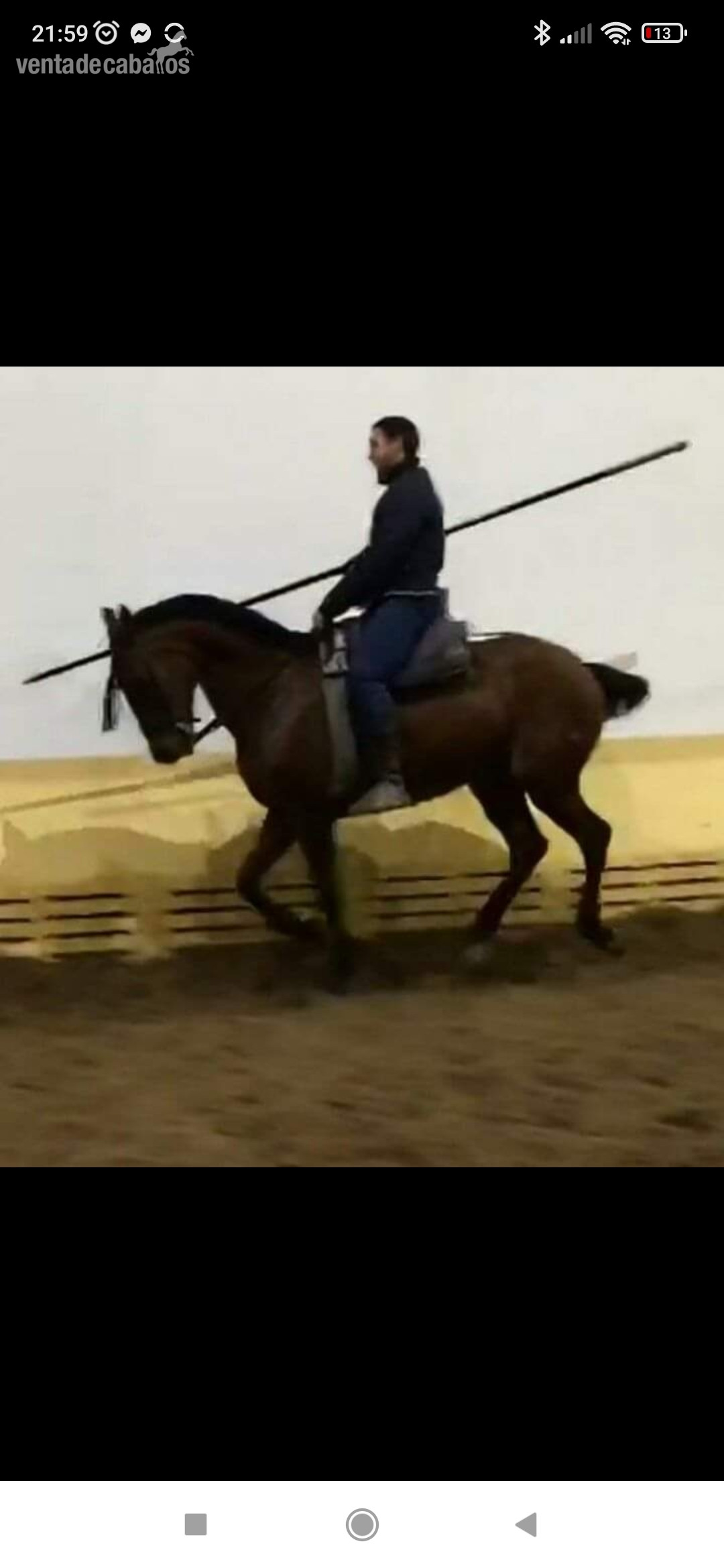 Caballos Capados EMPTY - Caballo castaño cruzado