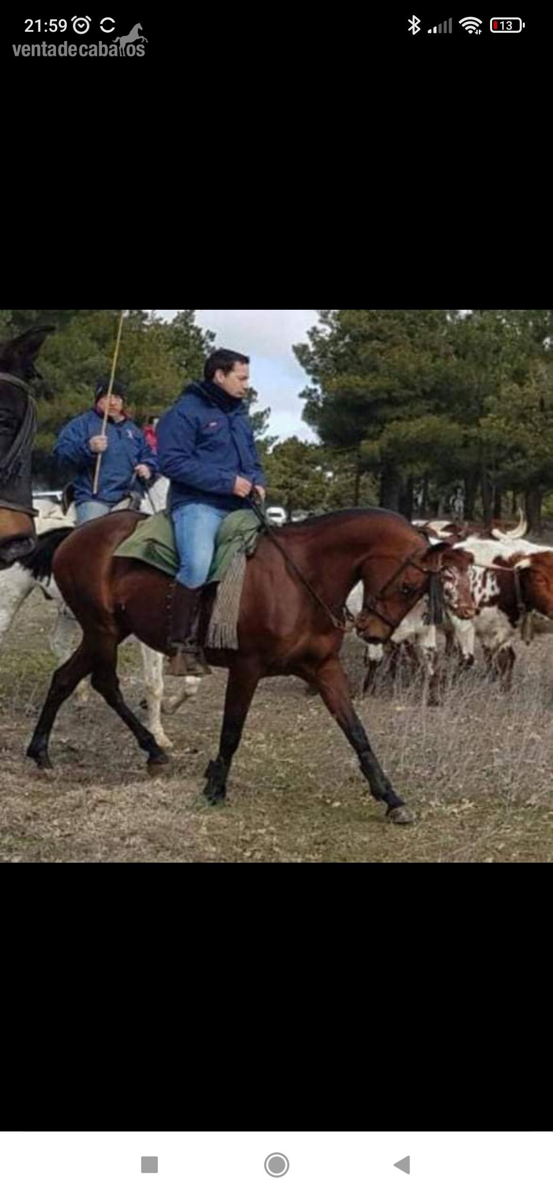 Caballo castaño cruzado - EMPTY