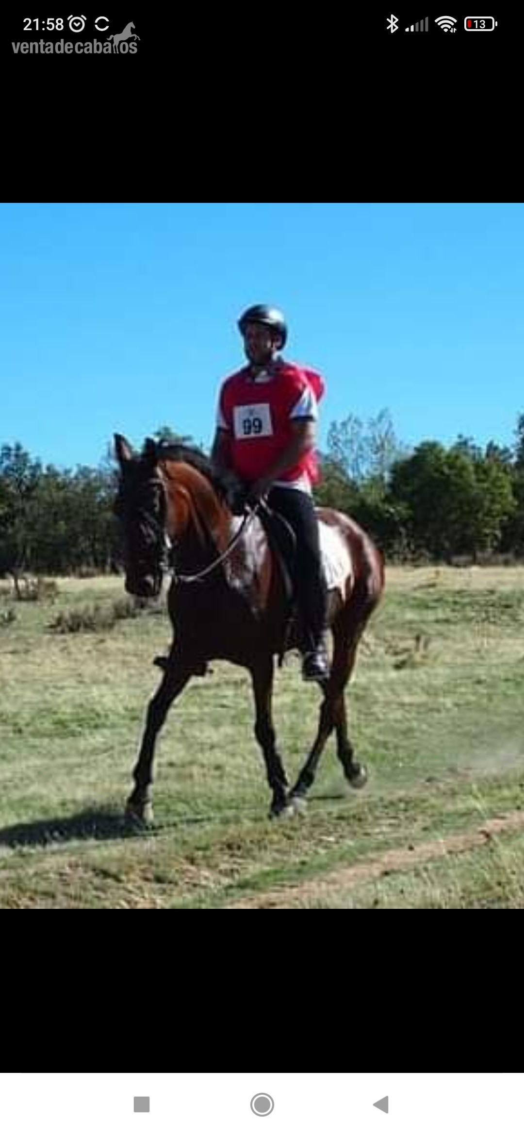 Caballo castaño cruzado - Caballos Capados