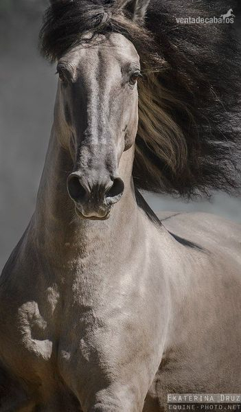 Venta de caballos, Potros, Puros y Cruzado  in 