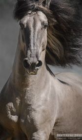 Venta de caballos, Potros, Puros y Cruzado