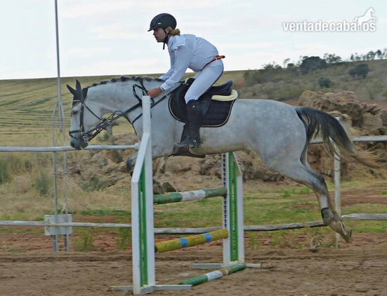 ZANGERSHEIDE 7 yo in 