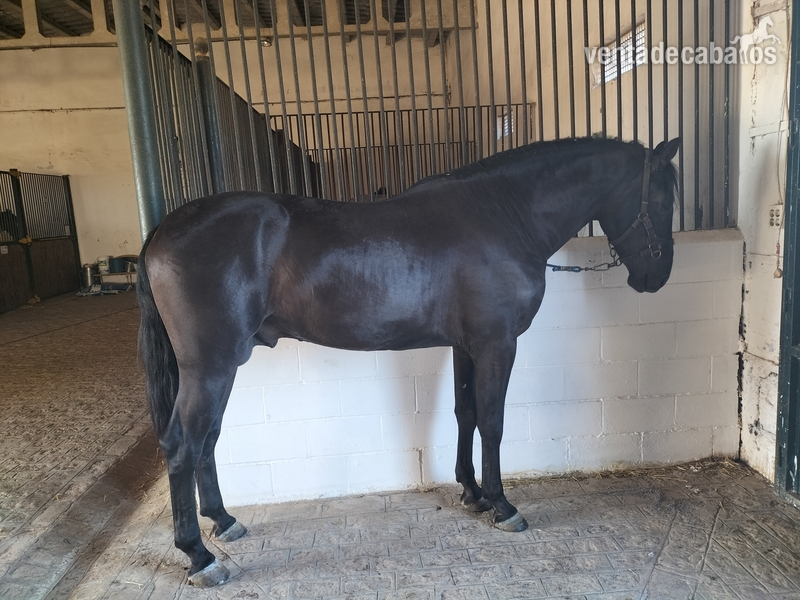 Espectacular PRE negro in 