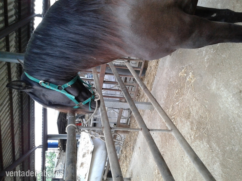 Caballos Pura Raza Española (P.R.E.) pura raza española - se vende pre