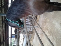 se vende pre