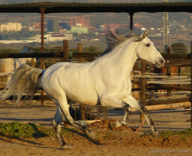 Caballos Pura Raza Española (P.R.E.) Pura Raza Española - PURA RAZA ESPAÑOL NOBLE