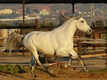 PURA RAZA ESPAÑOL NOBLE