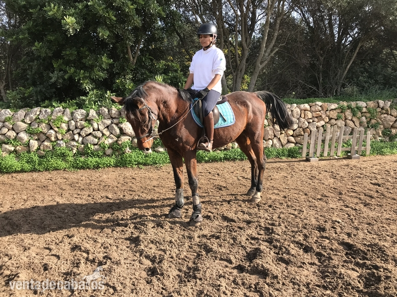 Caballo de iniciacion in 