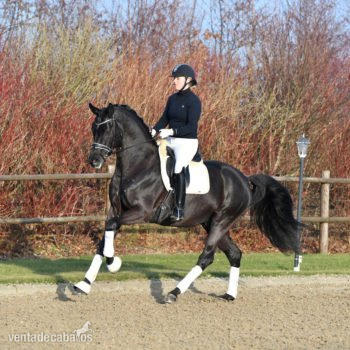Castrado Reitpony Alemán in 