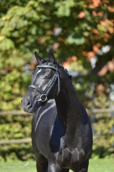 Reitpony Alemán {TYPE}