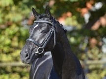 Castrado Reitpony Alemán