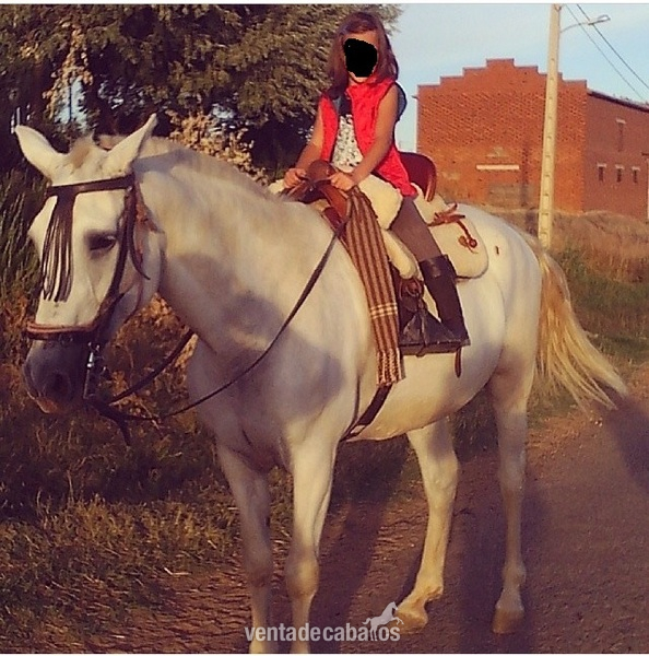 se vende yegua in 