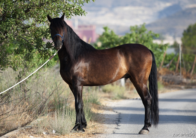 Caballos Pura Raza Española (P.R.E.) Pura Raza Española - OFERTA FIN DE AÑO