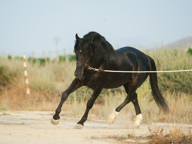 OFERTA FIN DE AÑO - Caballos Pura Raza Española (P.R.E.) Pura Raza Española
