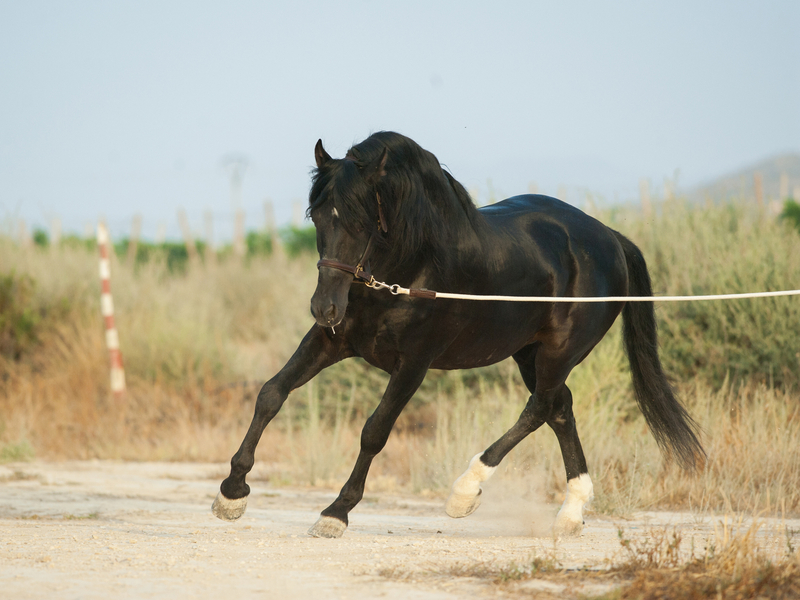 OFERTA FIN DE AÑO - Caballos Pura Raza Española (P.R.E.) Pura Raza Española