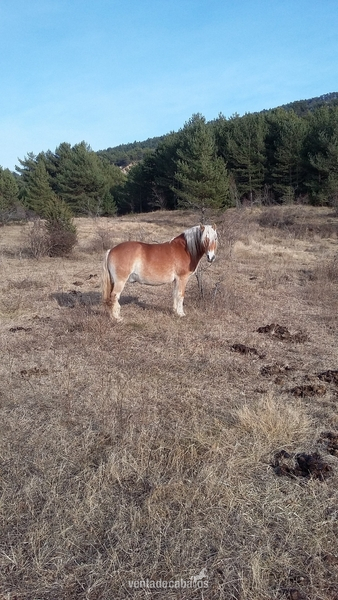 Caballo haflinger en venta in 
