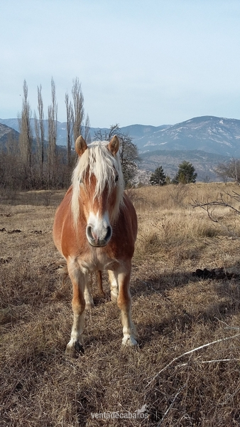 Haflinger