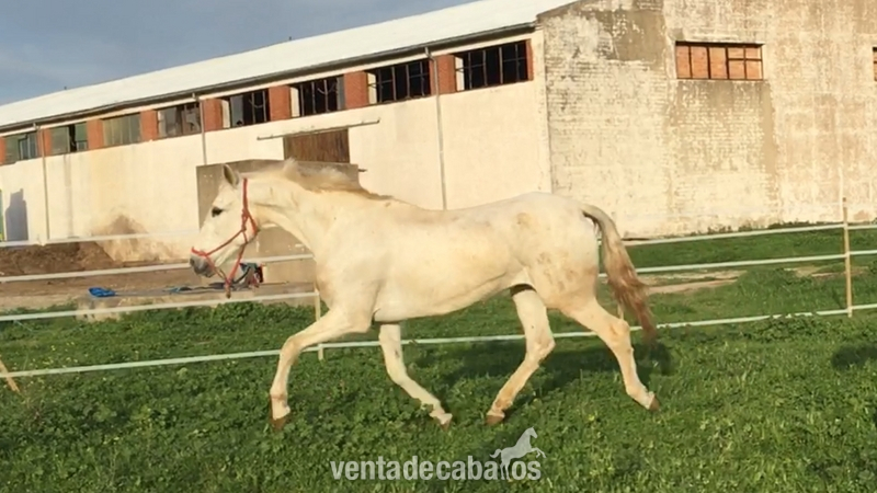YEGUA PRE CARTUJANA in 