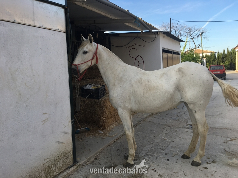 Caballos Pura Raza Española (P.R.E.) Pura Raza Española - YEGUA PRE CARTUJANA