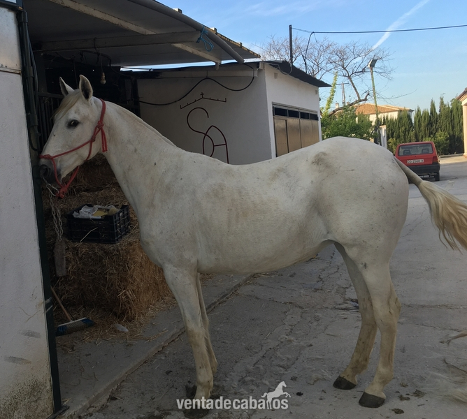 YEGUA PRE CARTUJANA - Caballos Pura Raza Española (P.R.E.) Pura Raza Española