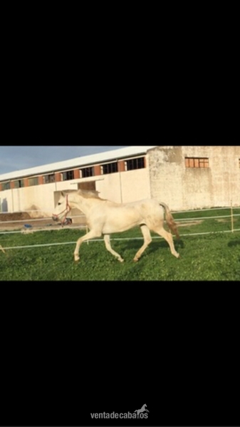 YEGUA PRE CARTUJANA - Caballos Pura Raza Española (P.R.E.)
