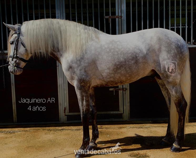 Caballos Pura Raza Española (P.R.E.) Pura Raza Española - Magnífico potro PRE