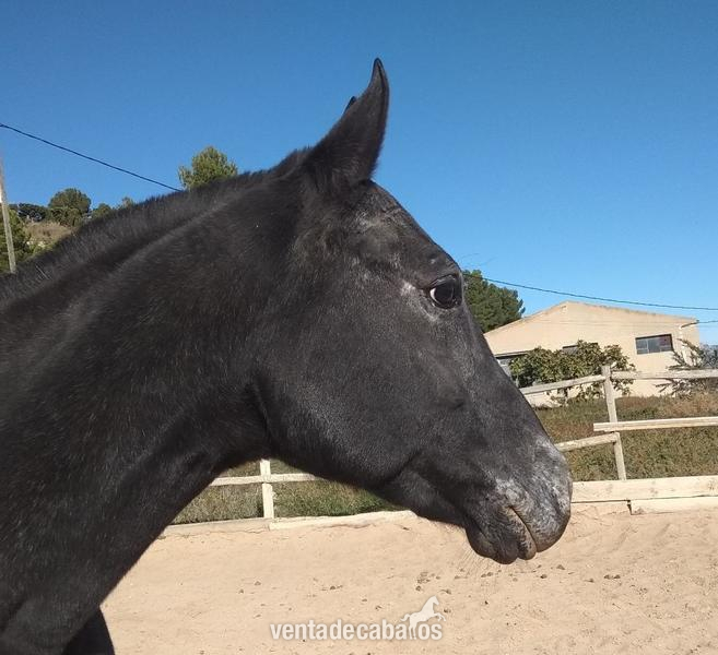 vendo yegua appaloosa in 