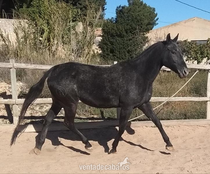 Appaloosa {TYPE}