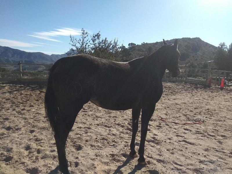 Yeguas Appaloosa - vendo yegua appaloosa