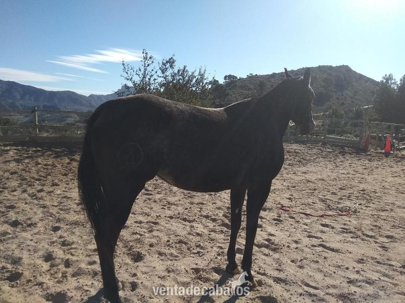 Yeguas Appaloosa - vendo yegua appaloosa