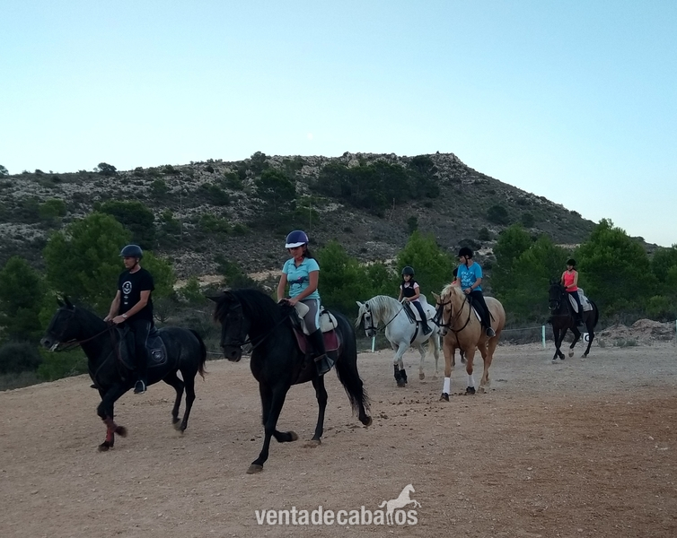 vendo yegua appaloosa - Yeguas Appaloosa