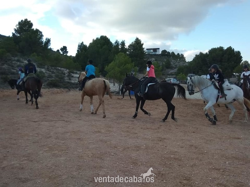 vendo yegua appaloosa - Appaloosa