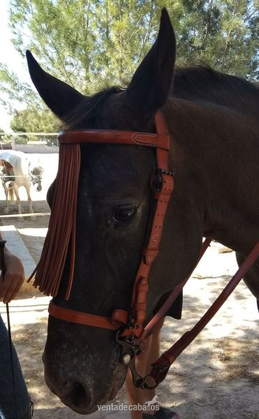 vendo yegua appaloosa - Yeguas