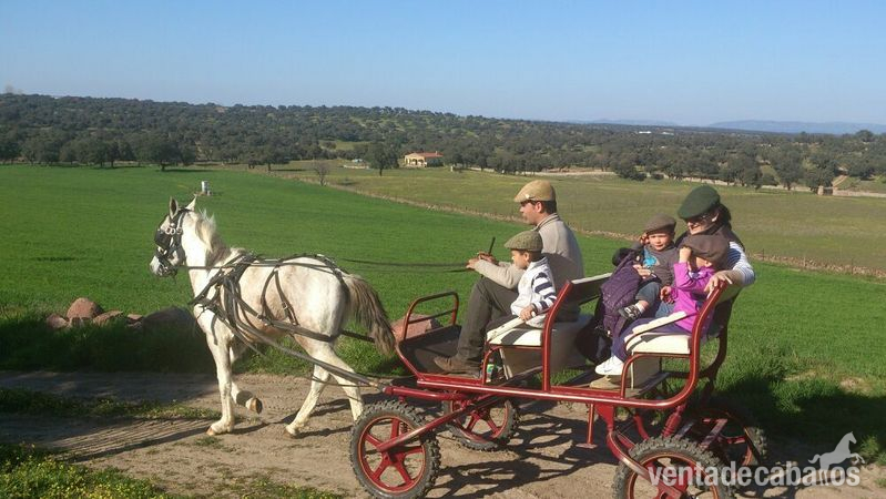 pony cruce de wels con carro todo junto in 