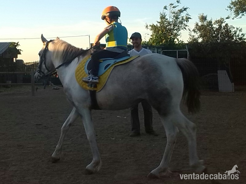 Ponis Pony Club Waler - pony cruce de wels con carro todo junto