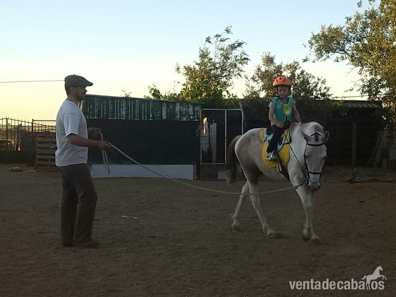 pony cruce de wels con carro todo junto - Ponis Pony Club Waler