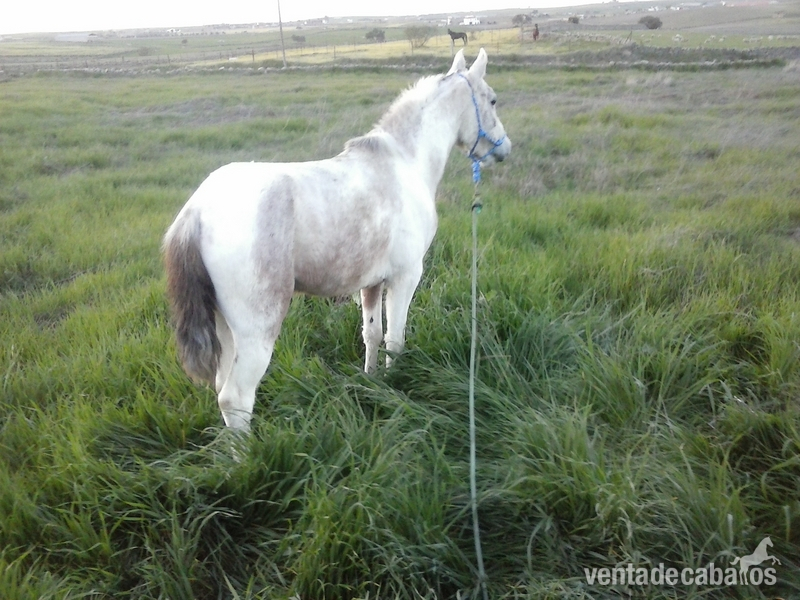 pony cruce de wels con carro todo junto - Waler