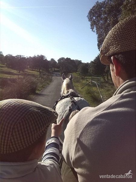 pony cruce de wels con carro todo junto - Ponis Pony Club