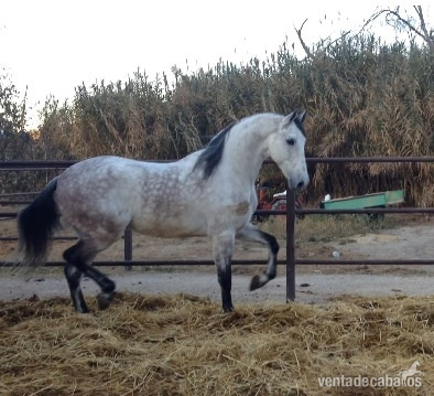 CABALLO TORDO CAPADO in 