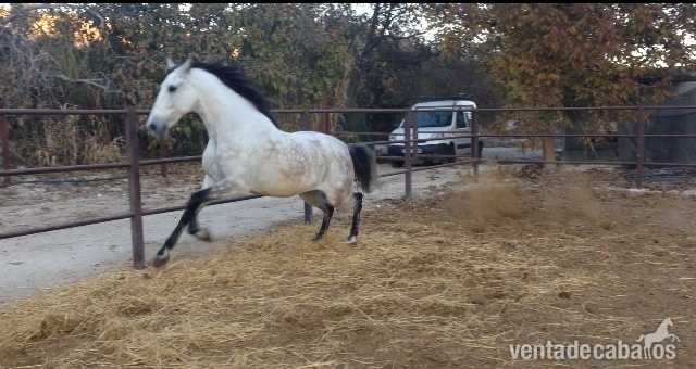 Caballos Pura Raza Española (P.R.E.) Cruzado - CABALLO TORDO CAPADO