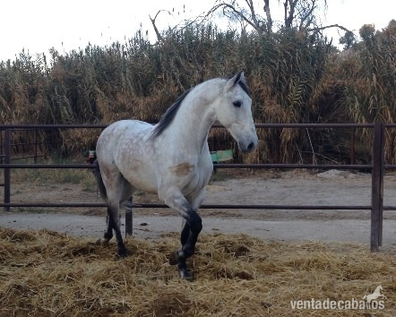 CABALLO TORDO CAPADO - Caballos Pura Raza Española (P.R.E.) Cruzado